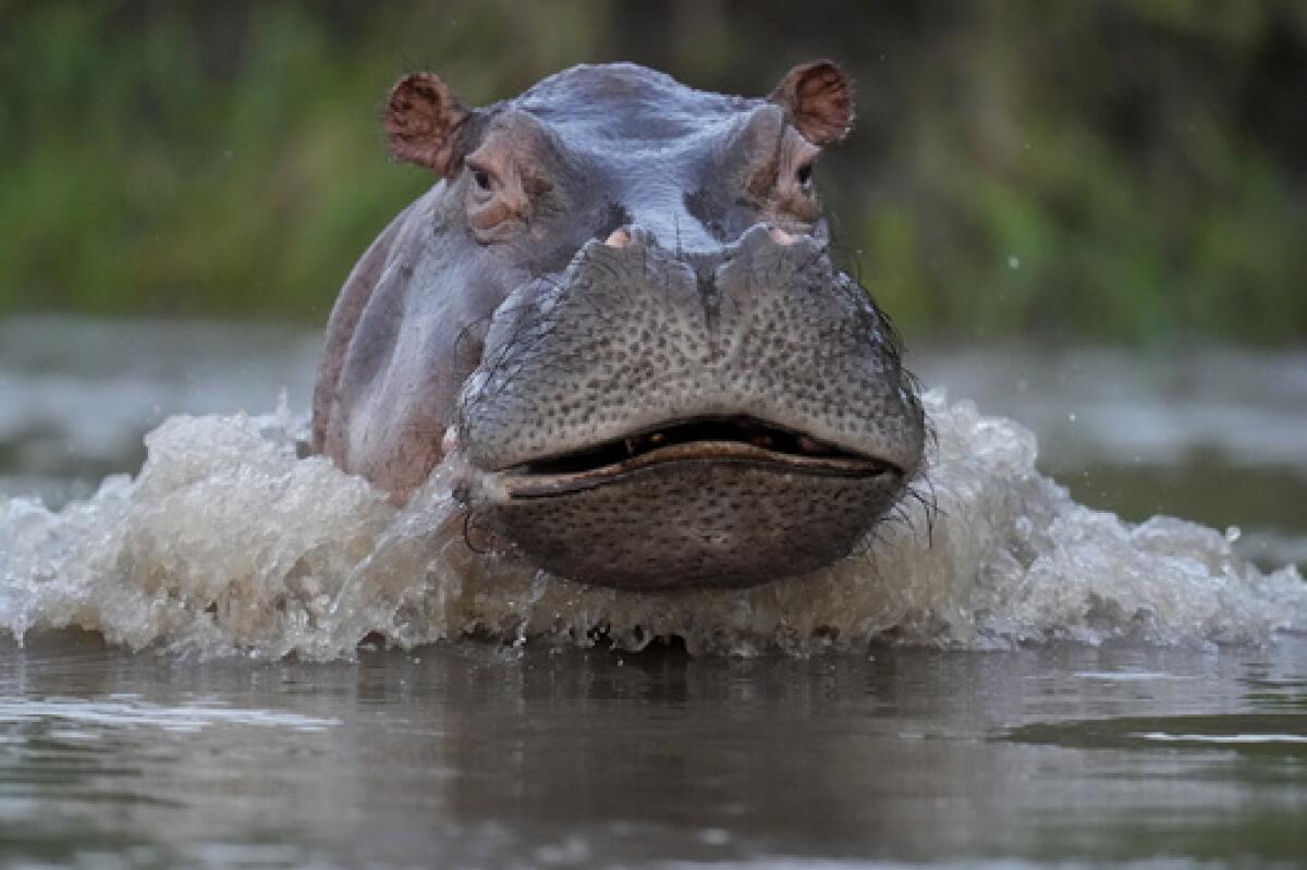 ARCHIVO - Un hipopótamo nada en el río Magdalena en Puerto Triunfo, Colombia