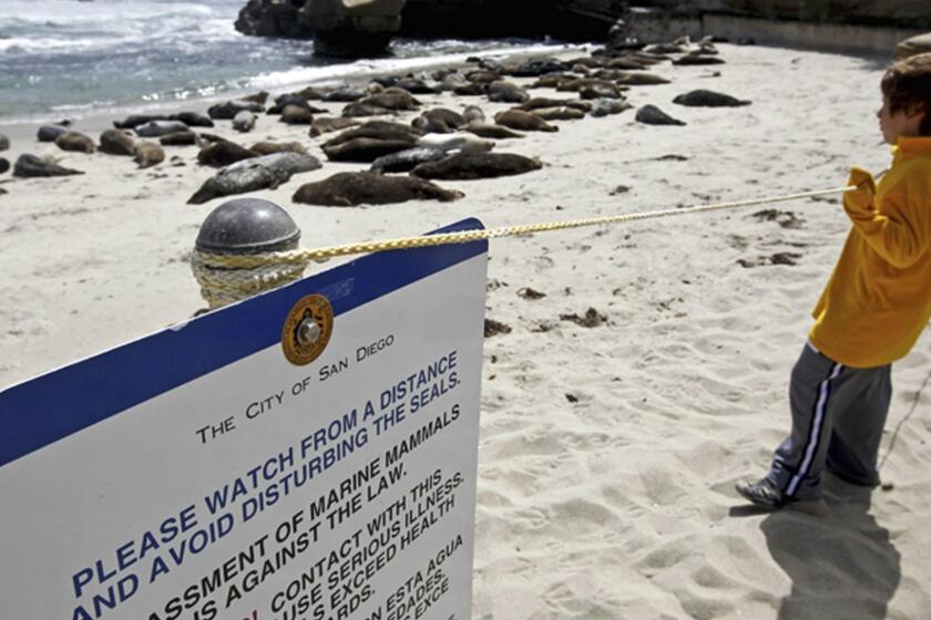 FILE - In this May 29, 2011 file photo visitors watch harbor seals on the sand along a La Jolla beach known as Children's Pool in San Diego. A California appeals court has upheld a San Diego city ordinance that closes the children's beach for 5½ months each year so that seals may give birth, nurse and wean their pups. In a decision filed Thursday, June 7, 2018, the 4th District Court of Appeal reversed a lower court ruling that set aside the ordinance governing Children's Pool Beach in La Jolla. (AP Photo/Chris Carlson, File)