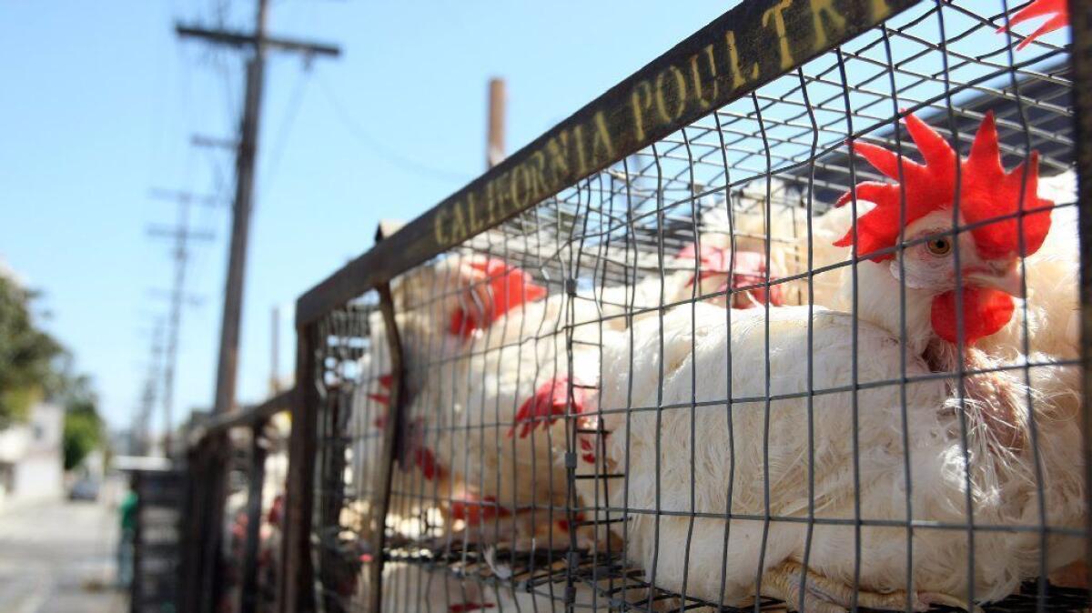 Pollos que iban a ser utilizados en un ritual judío, en Los Ángeles, 2013 (Genaro Molina / Los Angeles Times).