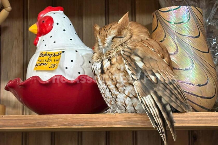 En esta imagen difundida por el Departamento de Conservación Ambiental del Estado de Nueva York, un búho descansa sobre una repisa junto a un frasco de galletas con la forma de una gallina en la tienda de antigüedades The Market Place, el 21 de febrero de 2026, en East Durham, Nueva York. (Departamento de Conservación Ambiental del Estado de Nueva York vía AP)