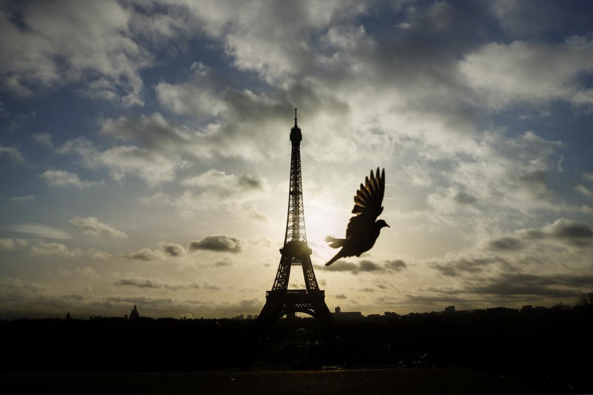 Un pichón vuela frente de la Torre Eiffel, cerrada al acceso público, en el primero de tres días de duelo nacional en París, el domingo 15 de noviembre de 2015. (Foto AP/Daniel Ochoa de Olza)