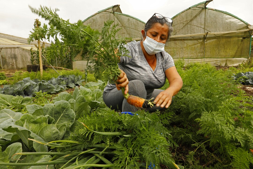 A woman in a mask kneels amid greenery in her farm holding a carrot