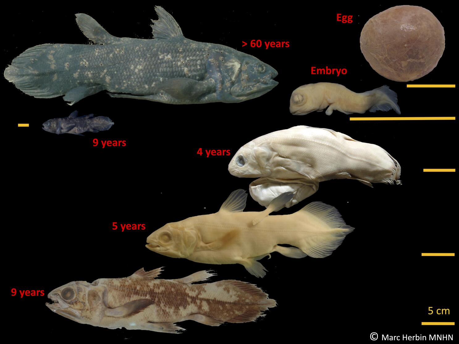 Mysterious 'living fossil' coelacanth fish can survive for 100