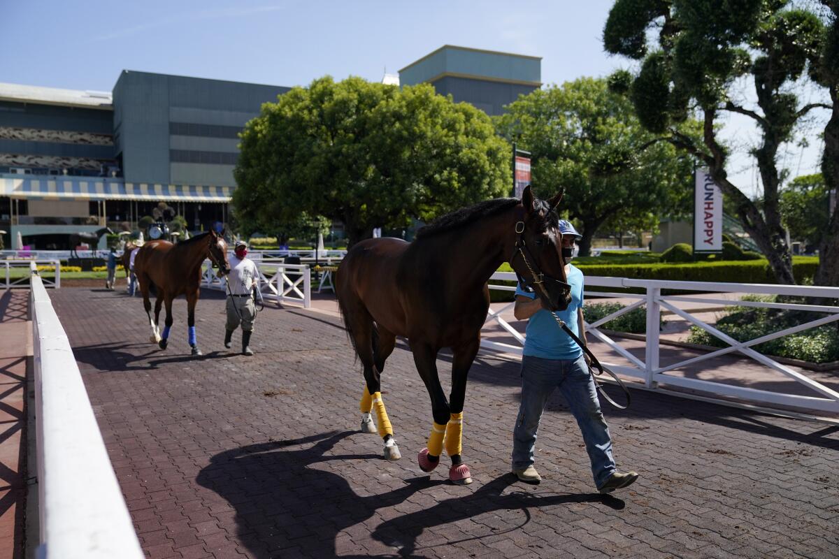 Grooms wearing face masks lead horses to the paddock at Santa Anita Park.