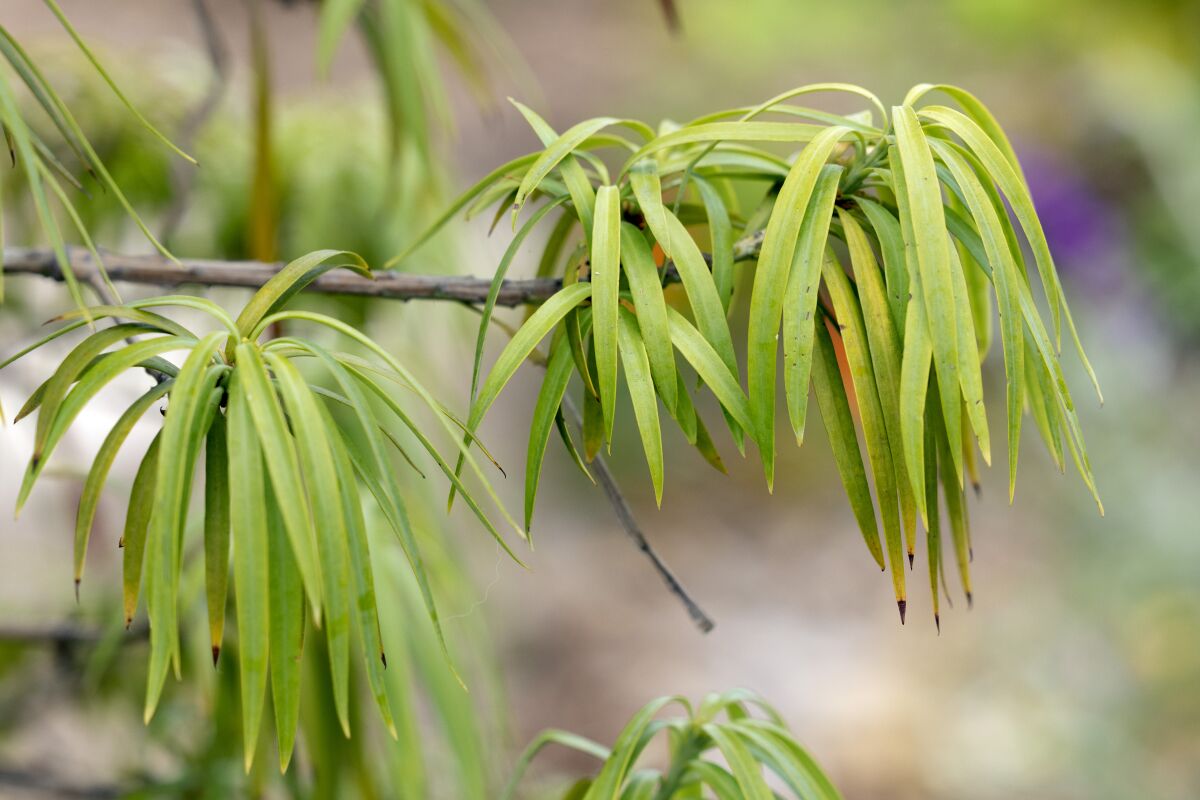 podocarpus leaves