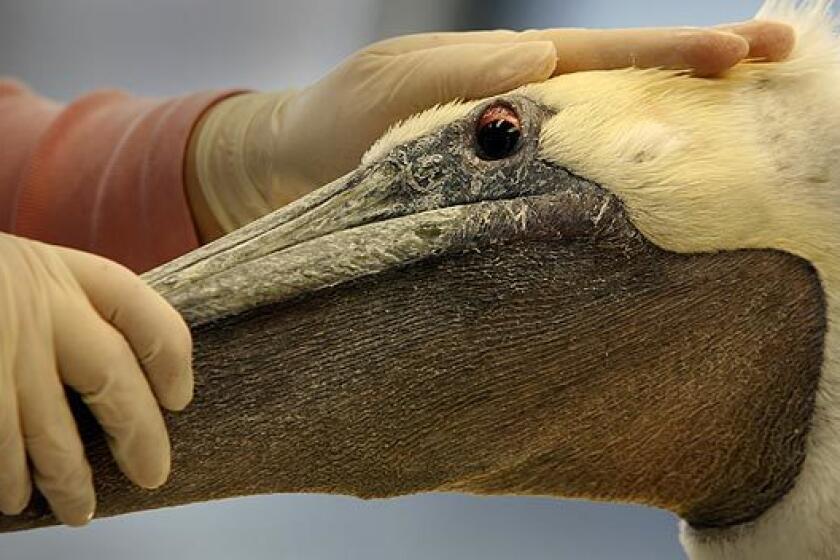Erica Lander of the International Bird Research Center in San Pedro examines a brown pelican. Recently, wildlife rescuers throughout California have had their hands full with the birds, which have been found in unstable conditions on highways and in alleys, miles away from their coastal homes.