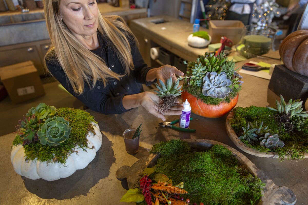 A woman holds a small succulent while sitting at a table with a few succulent pumpkins