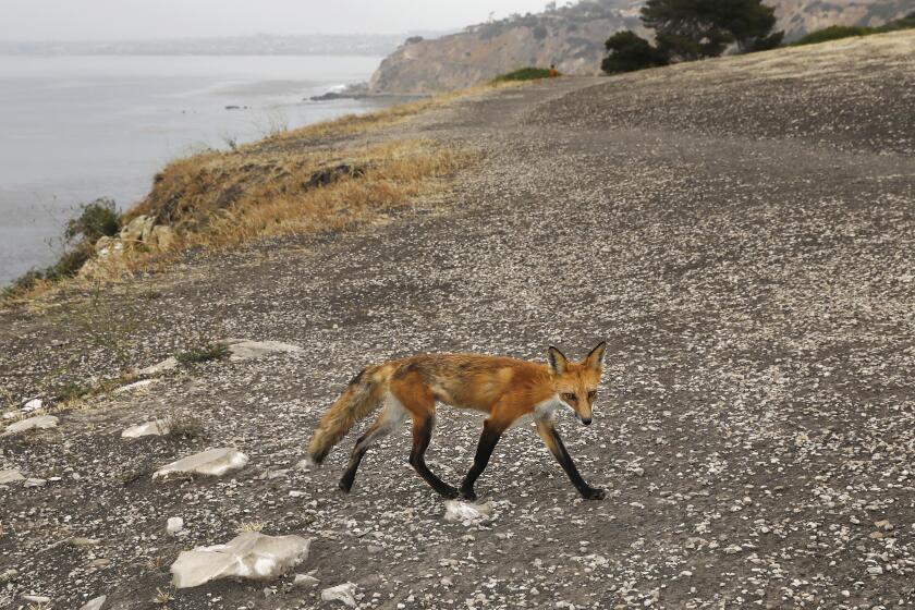 PALOS VERDES ESTATES-CA-MAY 23, 2022: A fox passes by along Paseo del Mar in Palos Verdes Estates where one person was killed and three were injured this morning in a fall from a cliff on Monday, May 23, 2022. (Christina House / Los Angeles Times)