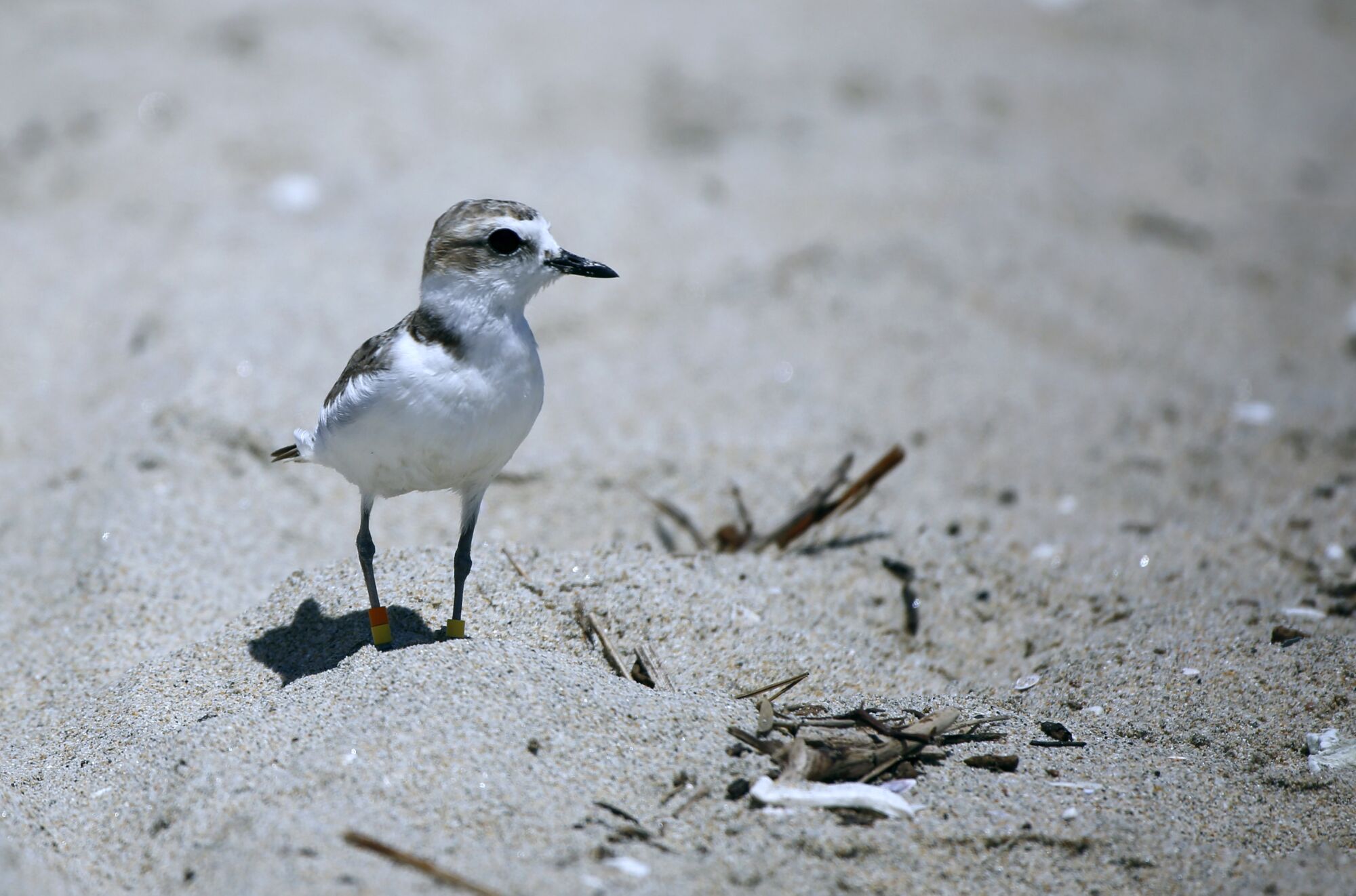 An endangered Western snowy plover in Huntington Beach.