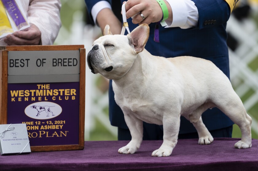 Mathew, a French bulldog, wins the top prize in his breed group at the 145th Annual Westminster Kennel Club Dog Show, Saturday, June 12, 2021, in Tarrytown, N.Y. (AP Photo/John Minchillo)