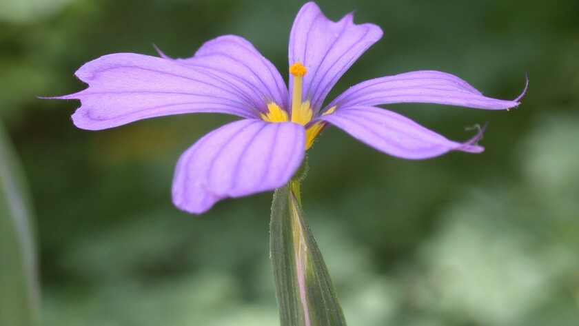 Inspiration for your own native garden: Blue-eyed grass.