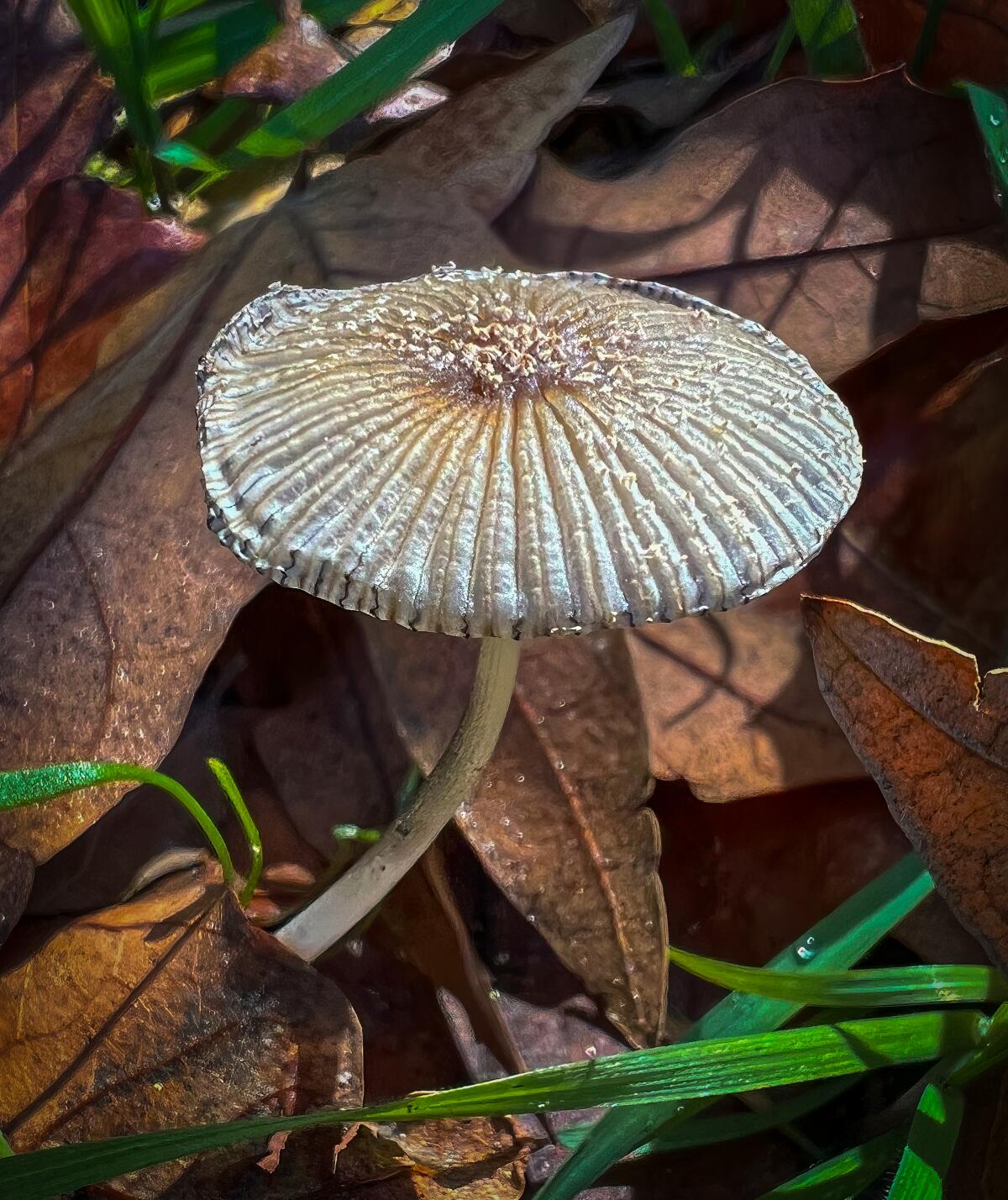 A mushroom grows in a forest in San Diego County.