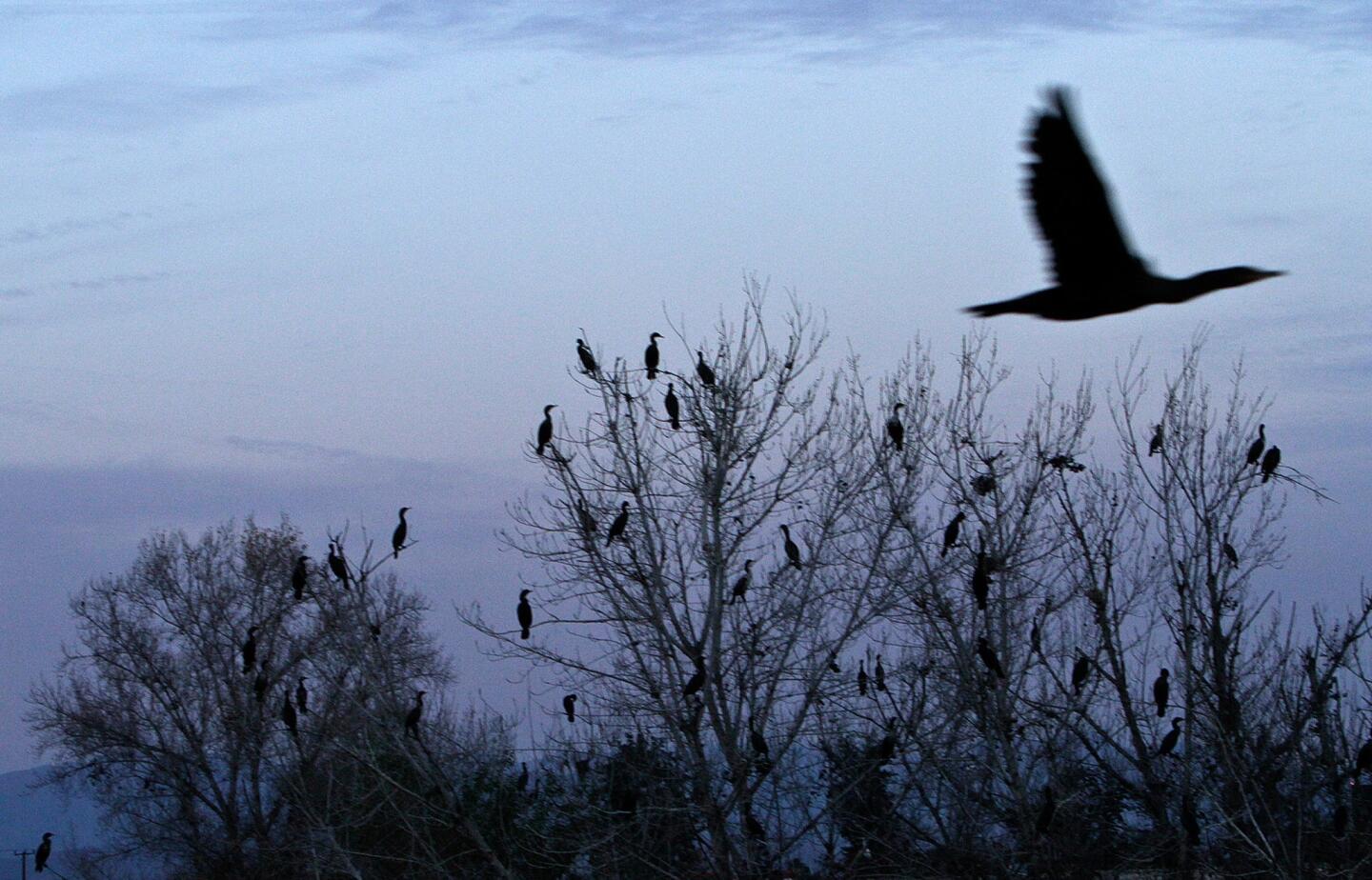 Cormorants on trees