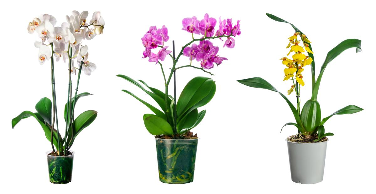 Three examples of pretty, flowering orchids. 