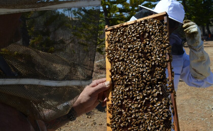 James McDonald, a beekeeper who’s leading the charge to ban neonicotinoids on city property, examines domestic bees on his Olivenhain property. Donning a veil, he went without other protective gear since he’s built up a tolerance to stings and domestic bees aren’t aggressive.