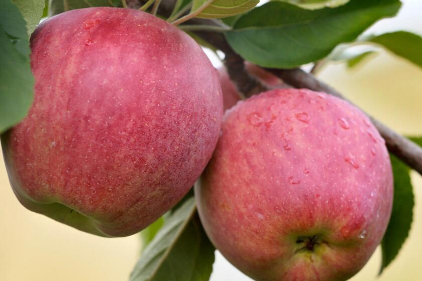 Are these Red Delicious apples ready to be picked? With a new app, you can find out by turning your smartphone into a spectrometer.
