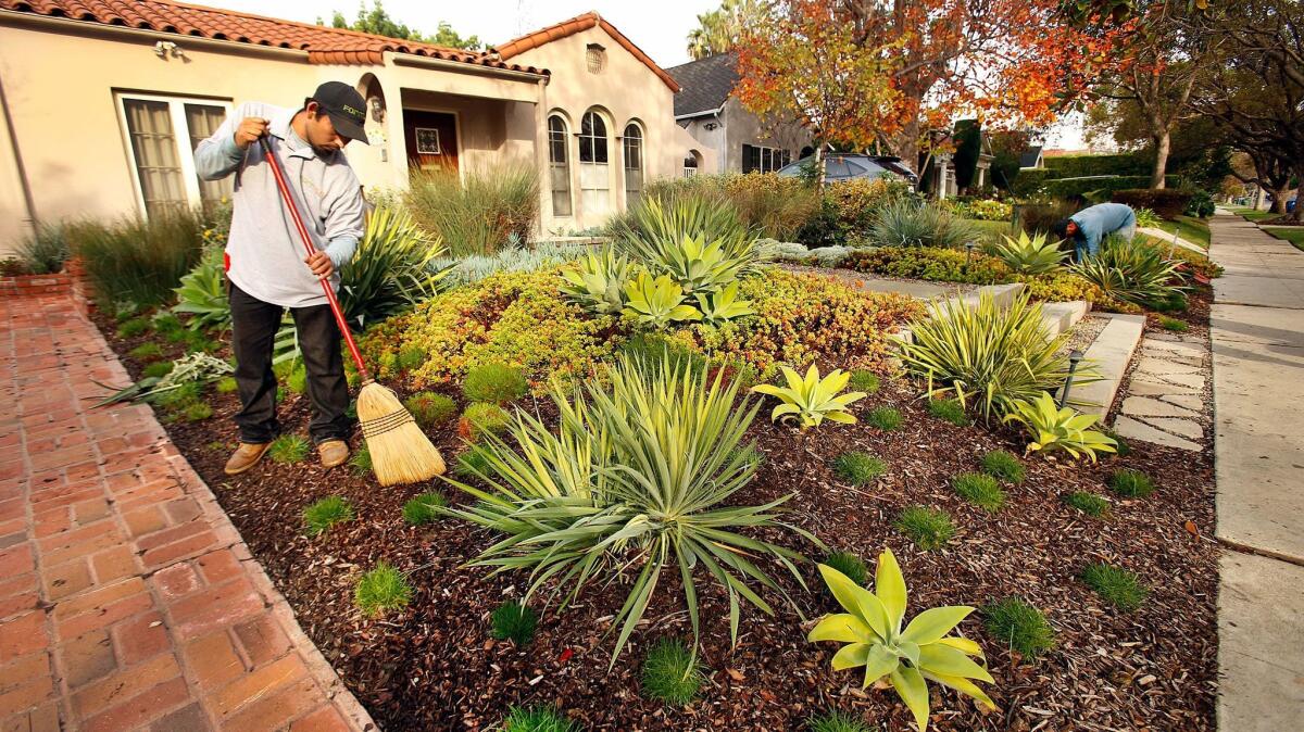 Armando Ardon sweeps a drought-resistant garden in Los Angeles. Replacing lawns with native plants was one consumer strategy for conserving water.