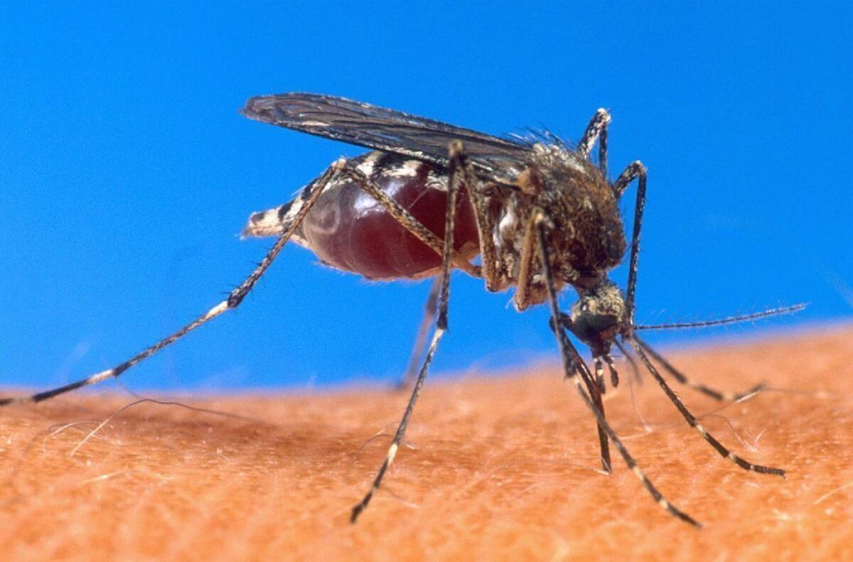 Malaria-infected mosquitoes are more drawn to human odor than uninfected ones, scientists say.