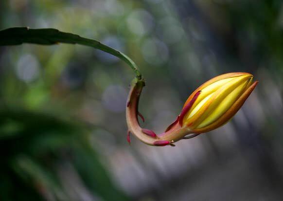 Epiphyllum Gallery