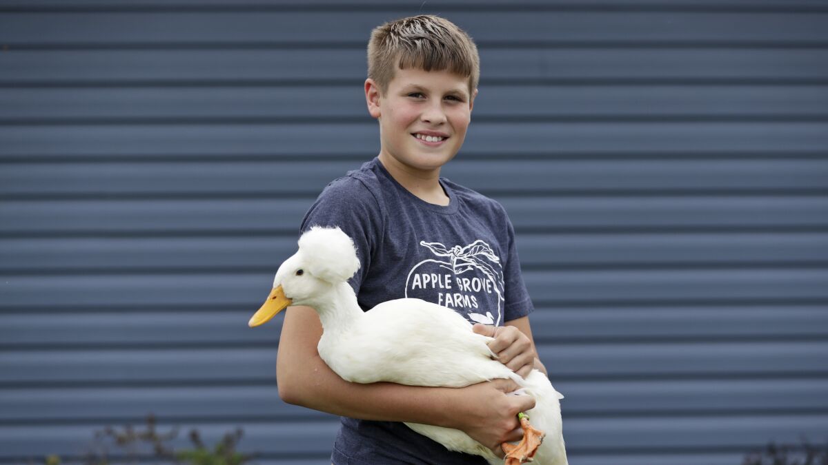 Payne Steffan poses for a photo with his duck, Arlo, Tuesday, Sept. 1, 2020, near Jenera, Ohio. Steffan is sad he won't get to show off his ducks or get to impress the judges with how much he knows. The Hancock County Fair was cancelled due to the coronavirus. (AP Photo/Tony Dejak)
