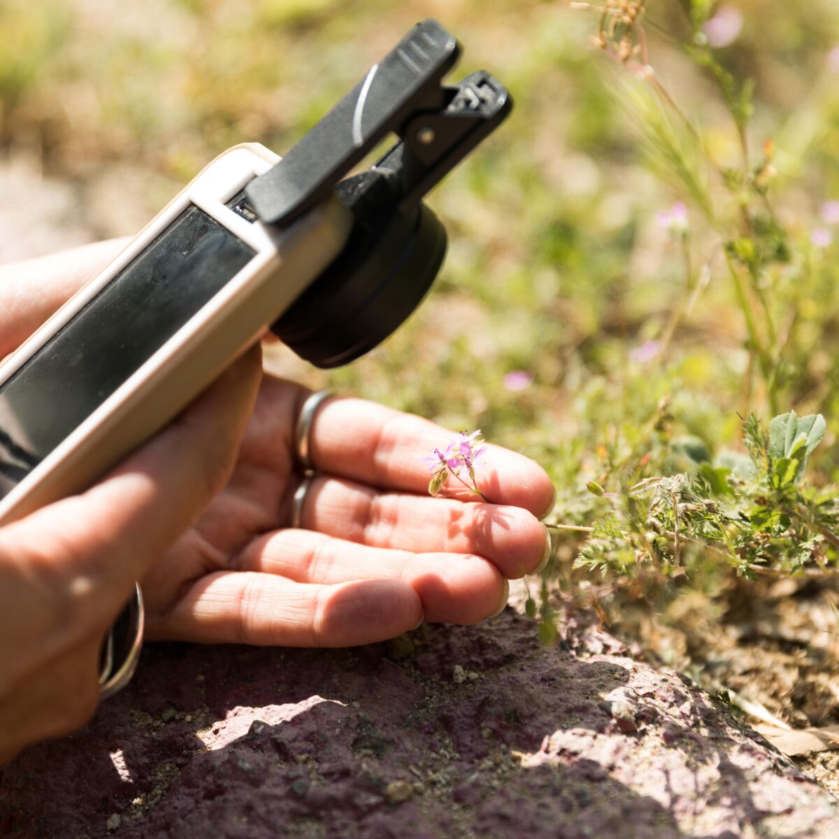 A mobile phone is used to take photo of a plant.