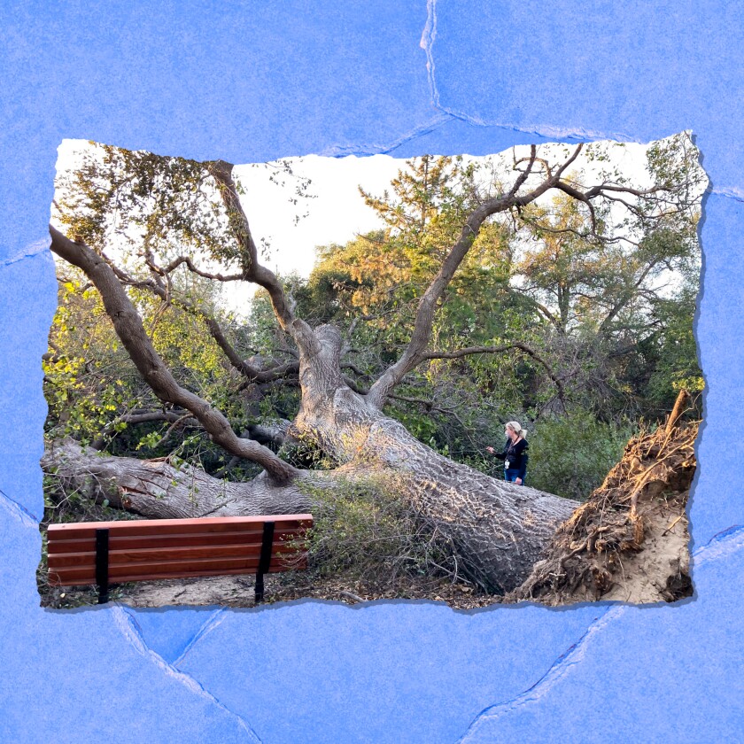A person stands next to a toppled tree, next to a park bench. 