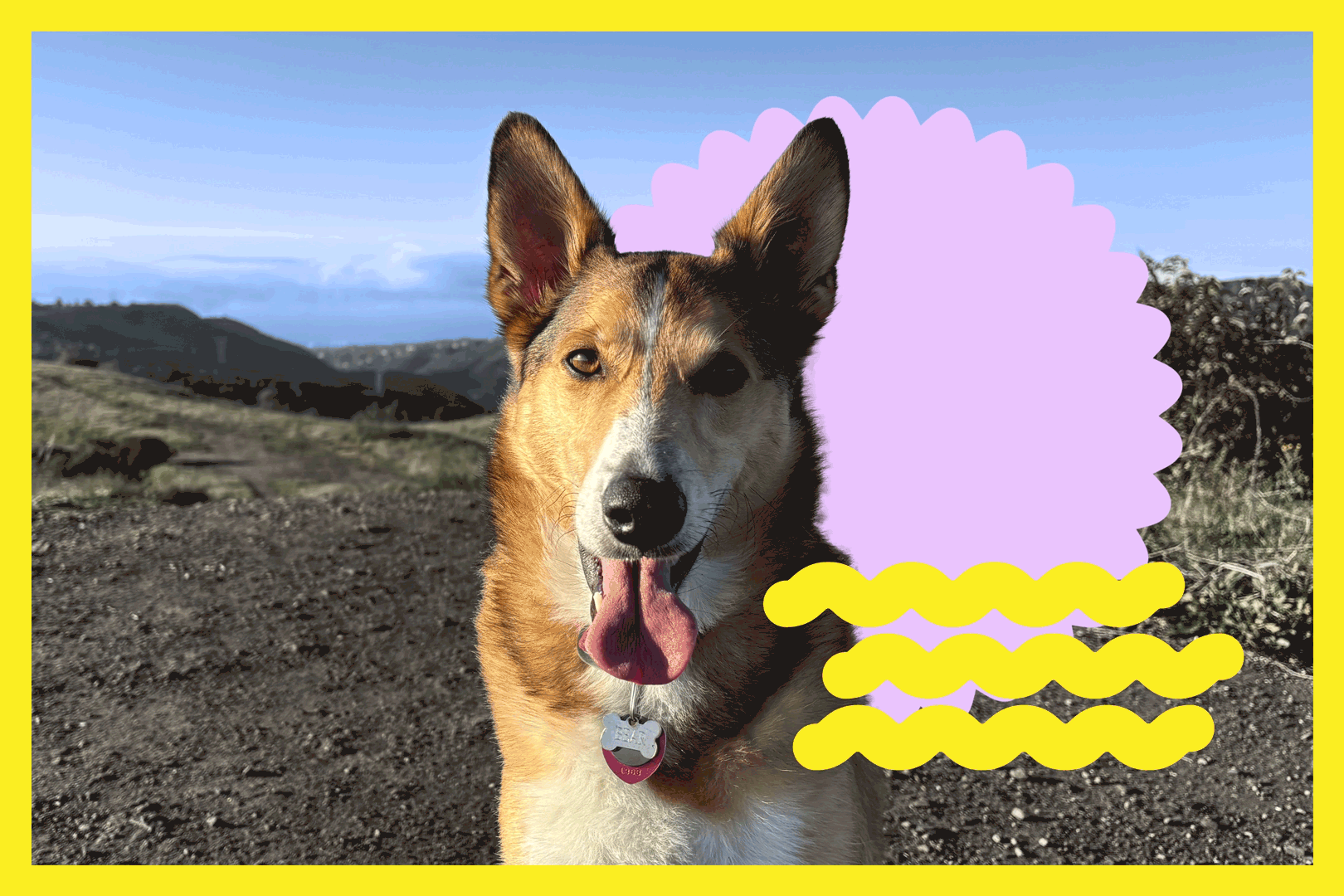 A collie mix on a mountaintop with its tongue out