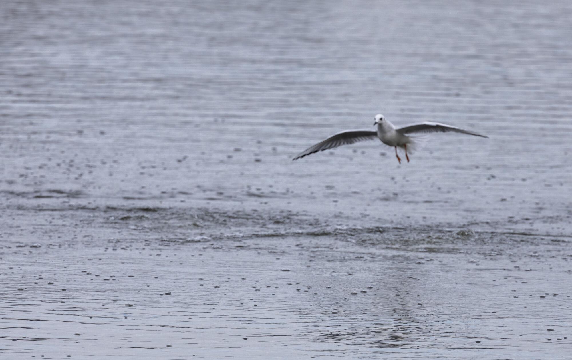 A gull flies above a lake.