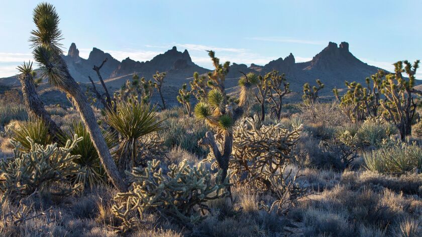 Native grasslands mingle with Joshua trees in California's Castle Mountains National Monument.