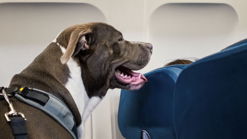 A petition has collected thousands of signatures asking United Airlines to exempt military families from the carrier's new, more restrictive pet transport policy.