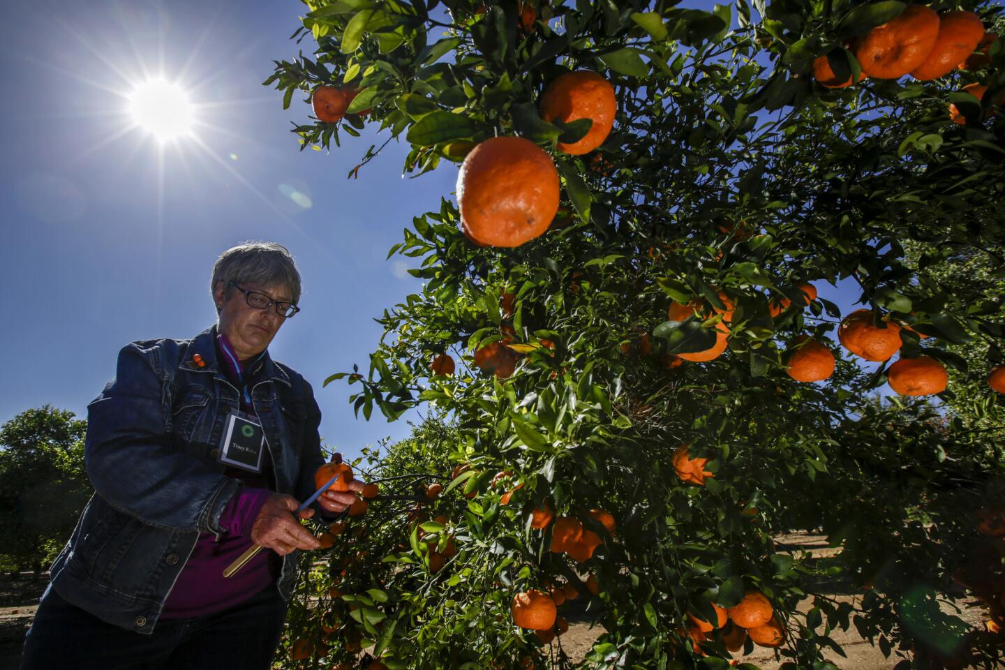 Tracy Kahn, curator of UC Riverside's Citrus Variety Collection, talks about the ponkan tangerine to a group of flavorists from Givaudan visiting the university's grove.