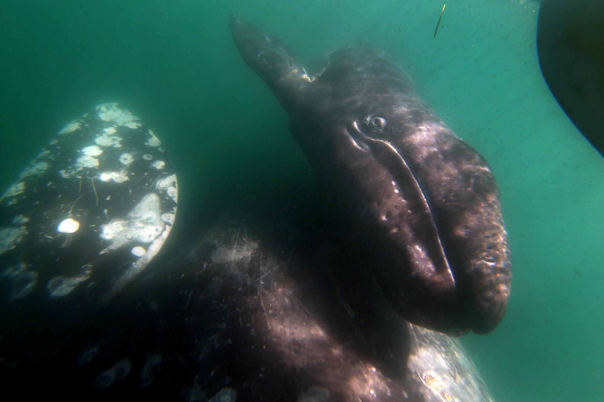 A gray whale calf and its mother swim close to a boat.