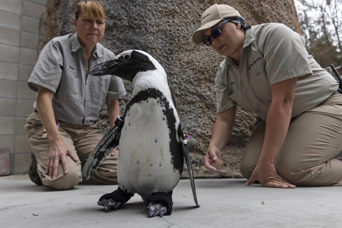 Zoo penguin with two handlers