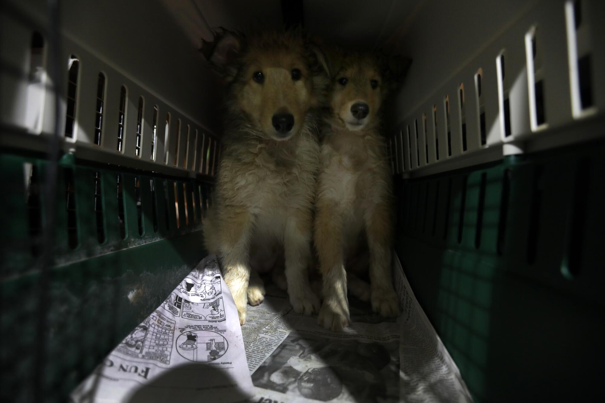 Two dogs being transported in a cage