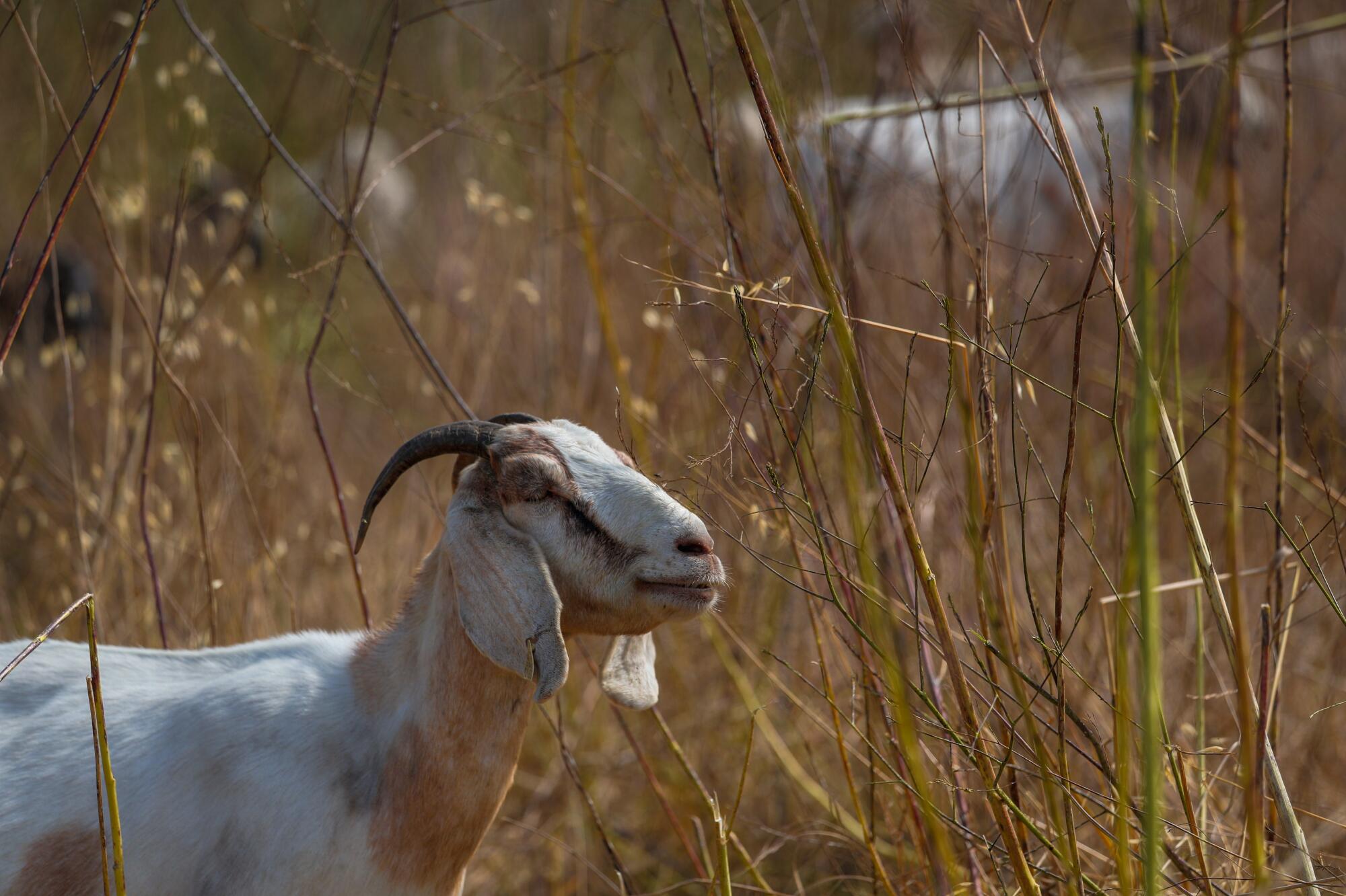 A goat with horns stands amid weeds.