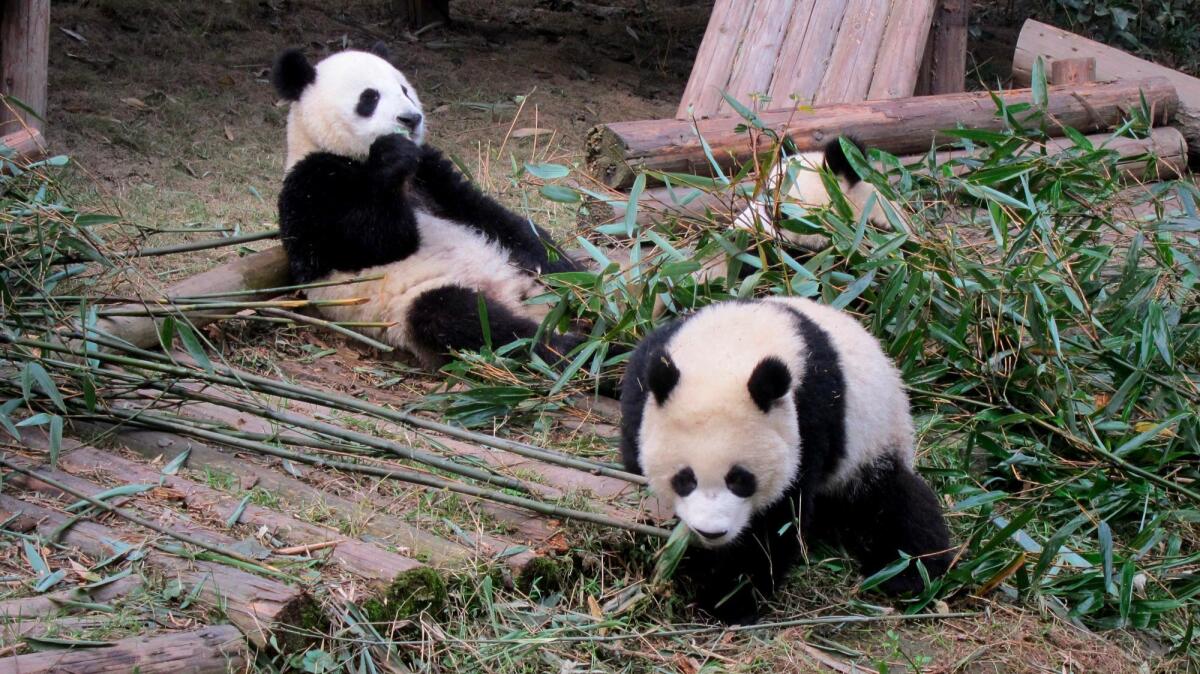Pandas munch on bamboo at the captive breeding reserve in Chengdu, one of the stops on World Spree Travel's 13-day tour of China and Tibet.