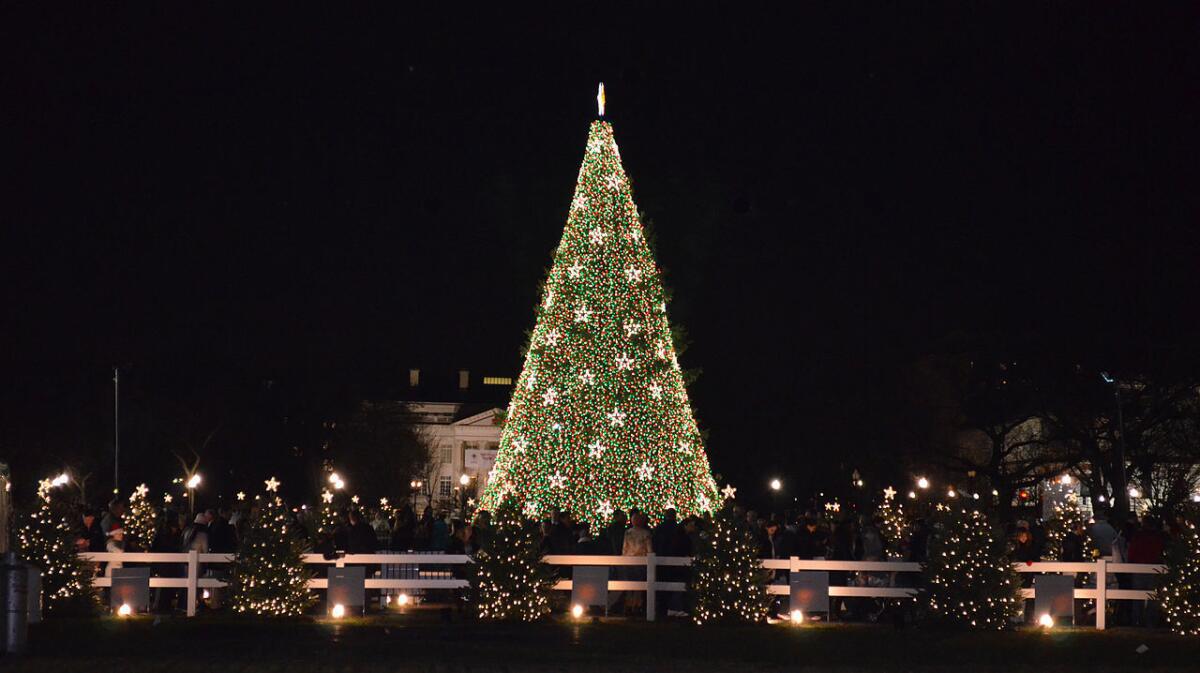 The Pathway to Peace are the trees that surround the National Christmas Tree. This one is from 2012