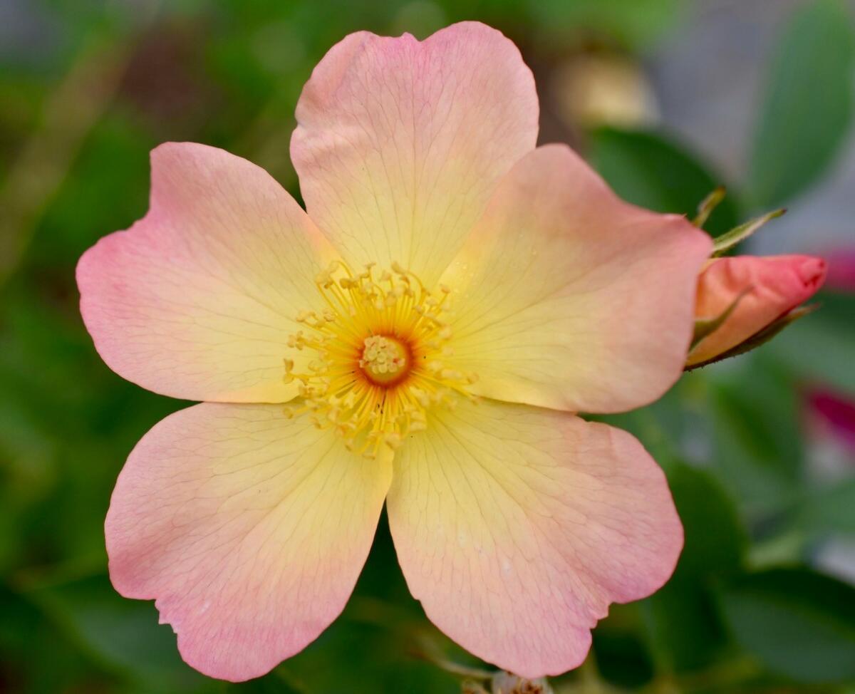 ‘The Alexandra Rose’ has a single bloom, with 4 to 8 petals that fade from pink to yellow.