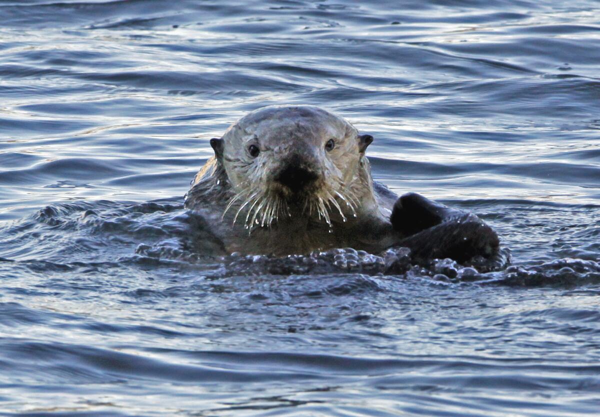 FILE--In this Jan. 15, 2010, file photo, a a sea otter is seen in Morro Bay, Calif. A federal appeals court has upheld a decision by federal wildlife officials to end a program to relocate endangered sea otters off the California coast. The 9th U.S. Circuit Court of Appeals on Thursday, March 1, 2018, rejected lawsuits by fishing industry groups that argued Congress required the U.S. Fish and Wildlife Service to continue the program indefinitely. (AP Photo/Reed Saxon, file)