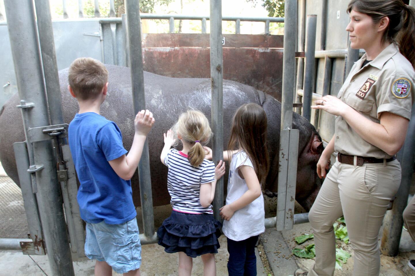 Photo Gallery: L.A. Zoo's new behind the scenes hippo encounter