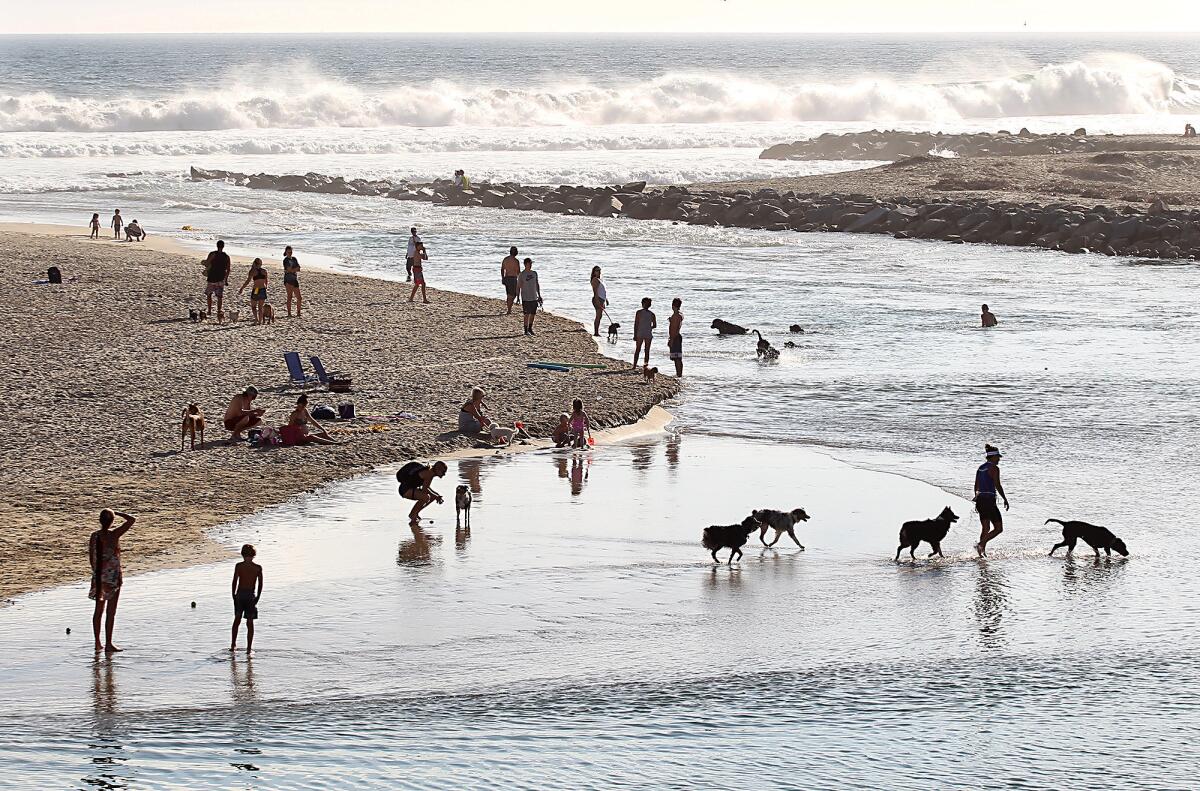 Beach goers enjoy the cool waters in the late afternoon with their dogs in the lagoon where the Santa Ana river mouth meets the ocean in Newport Beach on Tuesday.