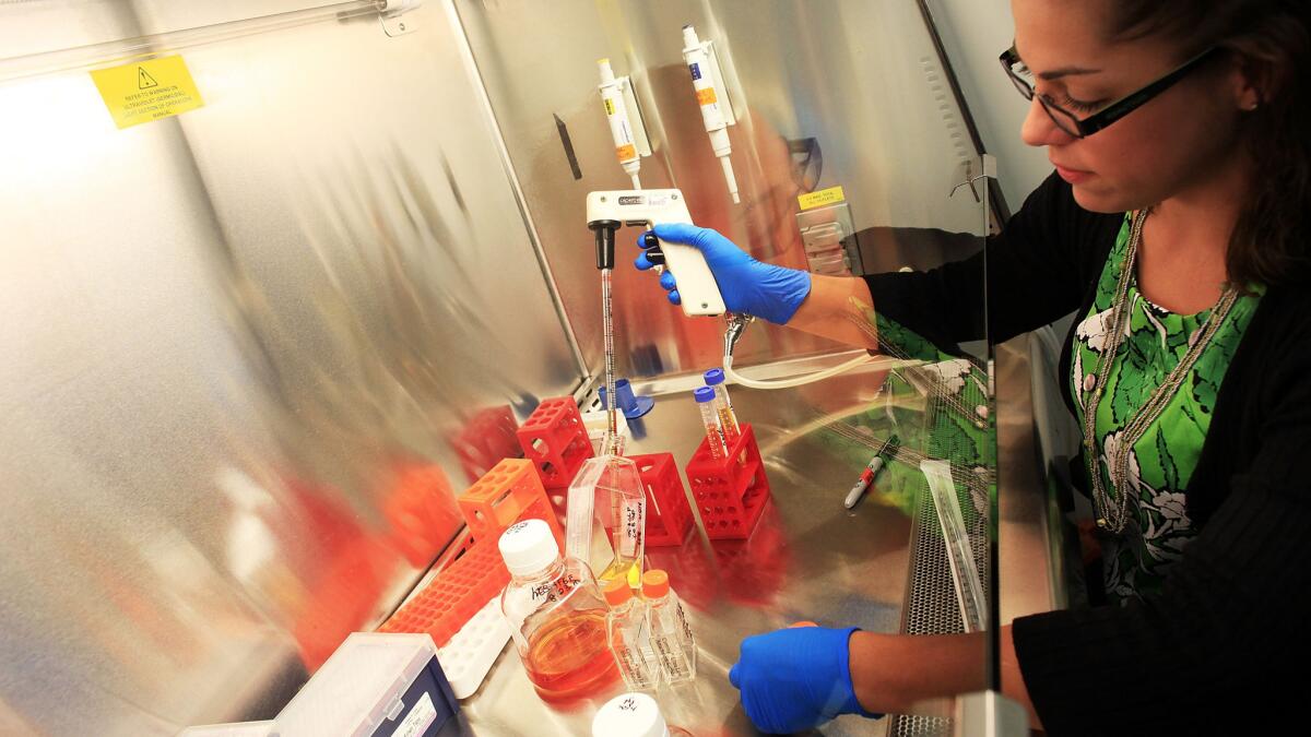 A researcher feeds stem cells in a laboratory at the University of Connecticut.