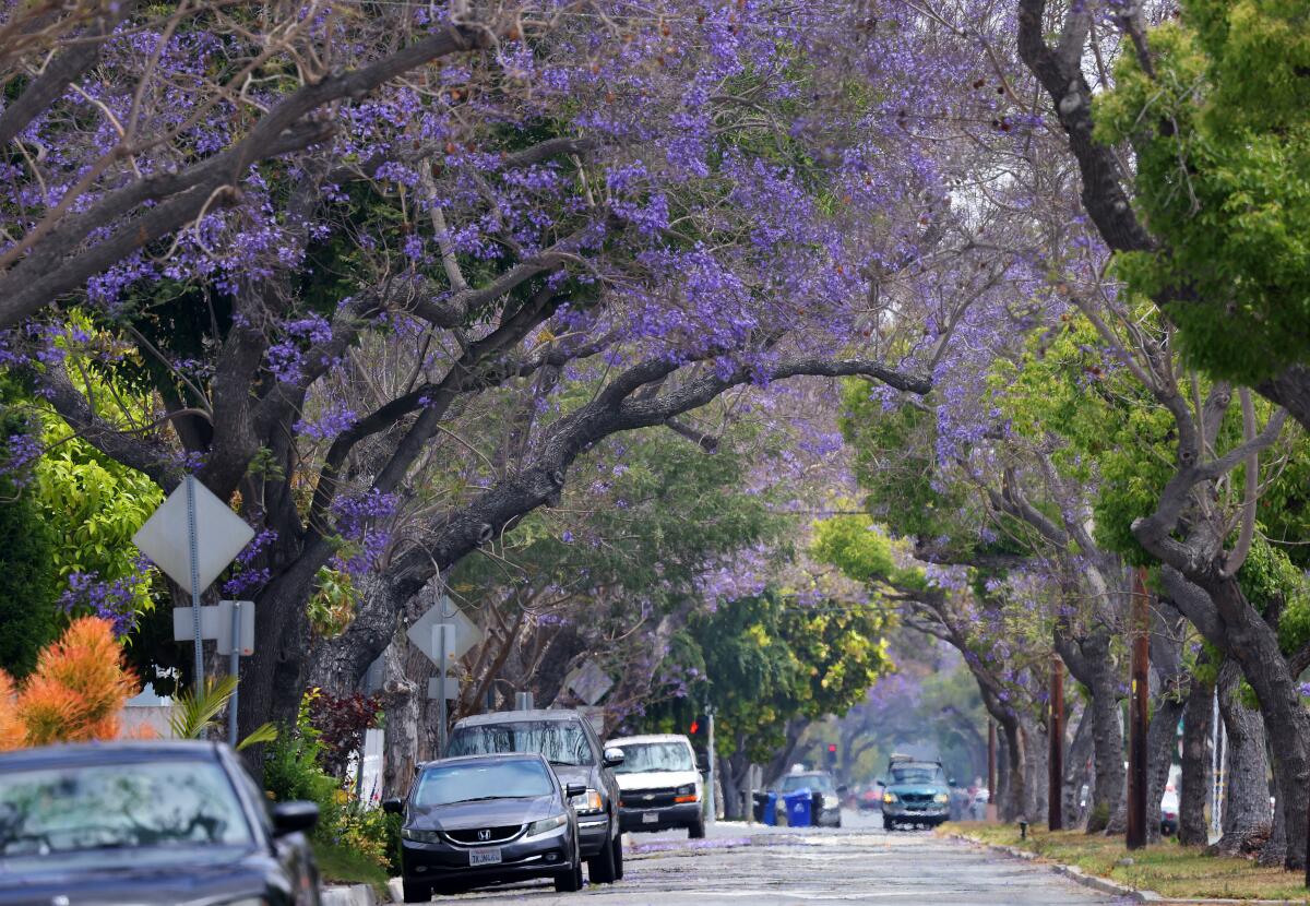 Purple-flowered jacarandas in bloom on a street with cars