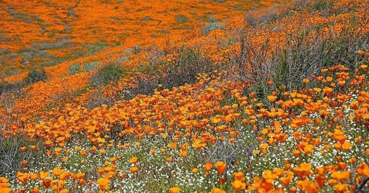 Superbloom Starting In Lake Elsinore S Poppy Fields Definitely Los Angeles Times