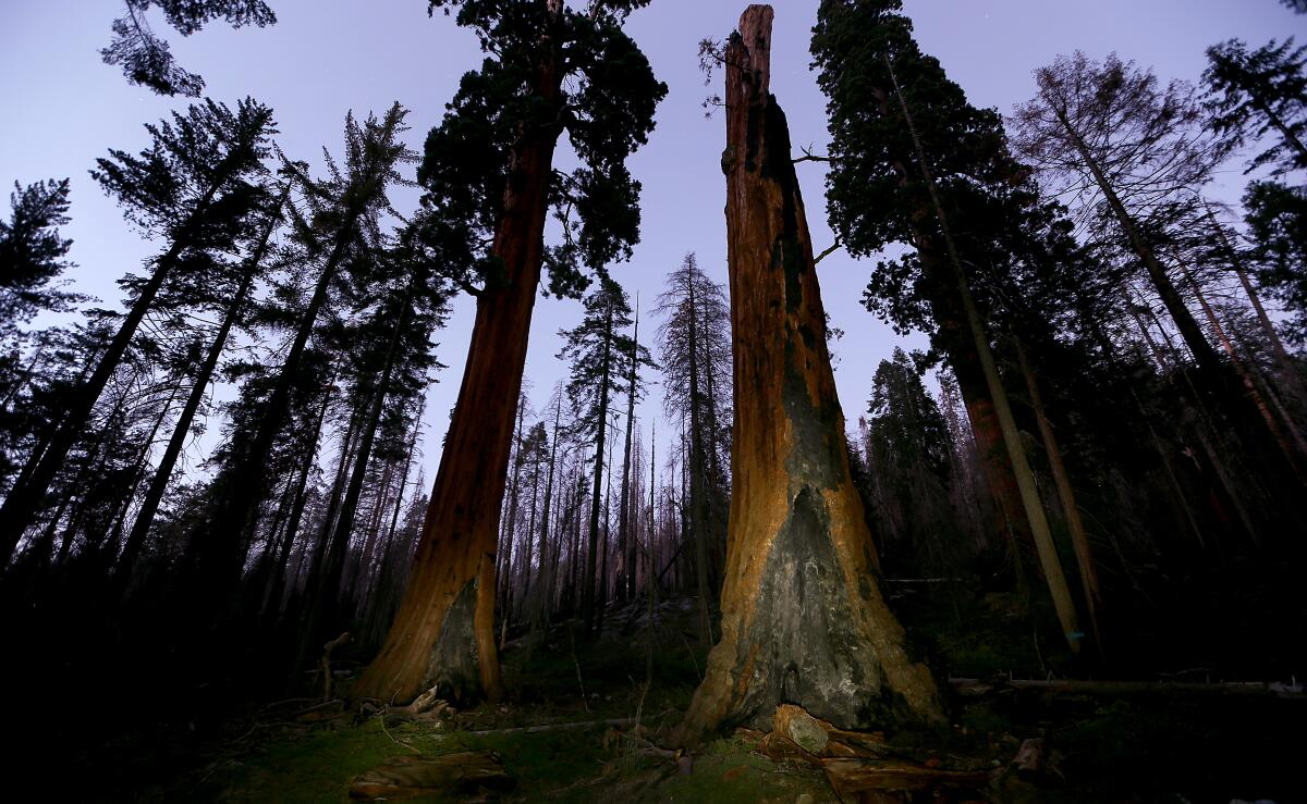  Burned trees stand in Sequoia National Park.