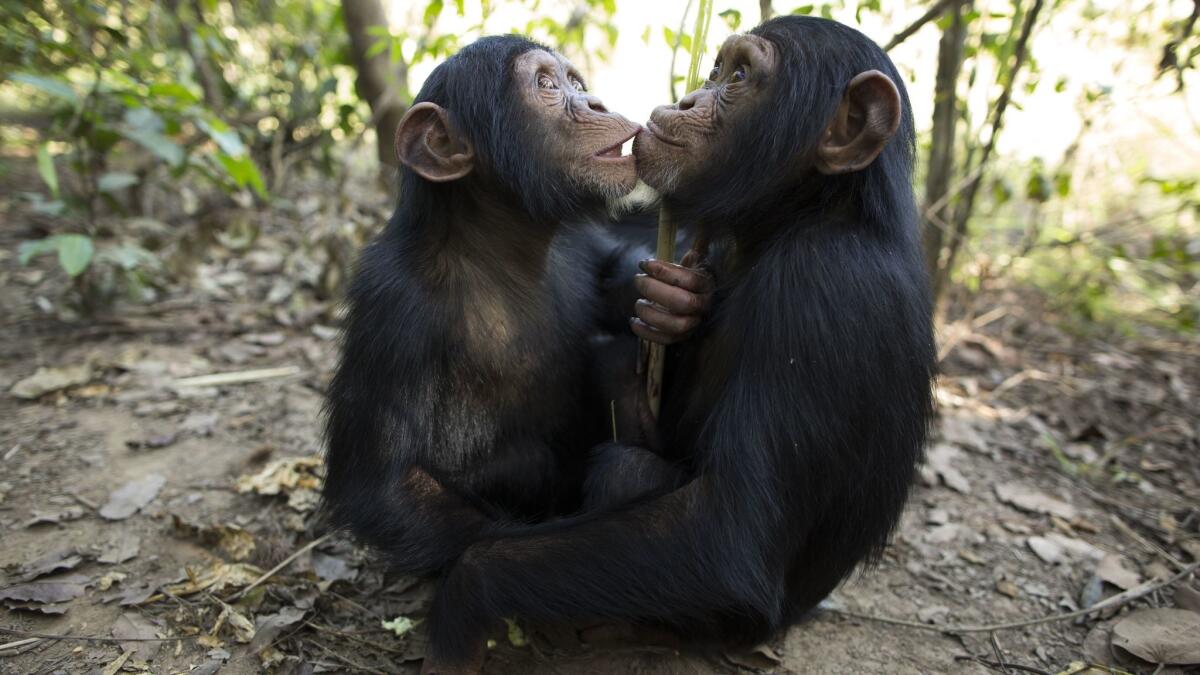 Wild chimpanzees were less stressed – as measured by hormones in their urine – after grooming with a friend or when a member of their social group was present during a stressful situation.