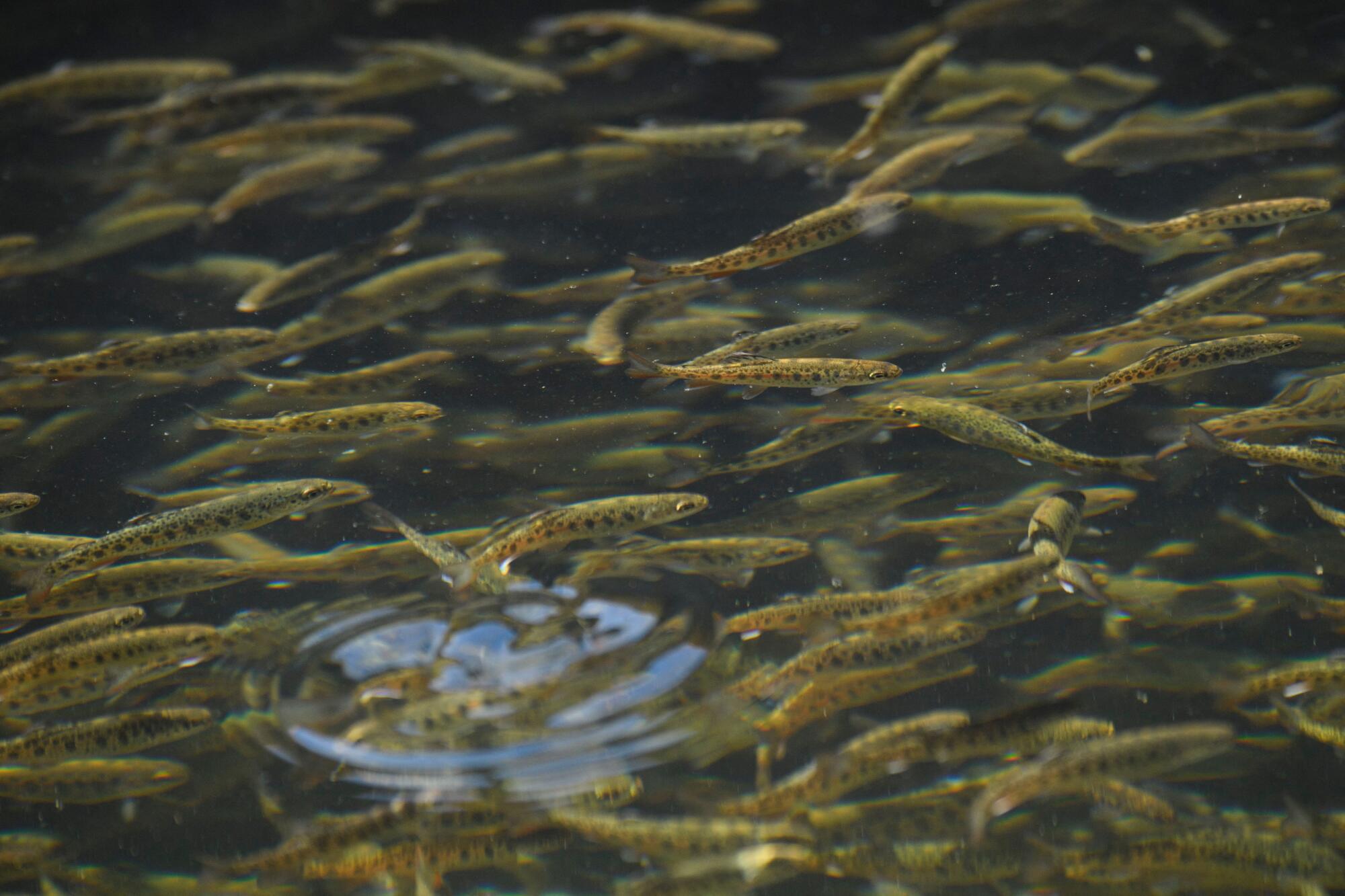 Steelhead trout fingerlings swim in a raceway pond at the California Department of Fish and Wildlife 