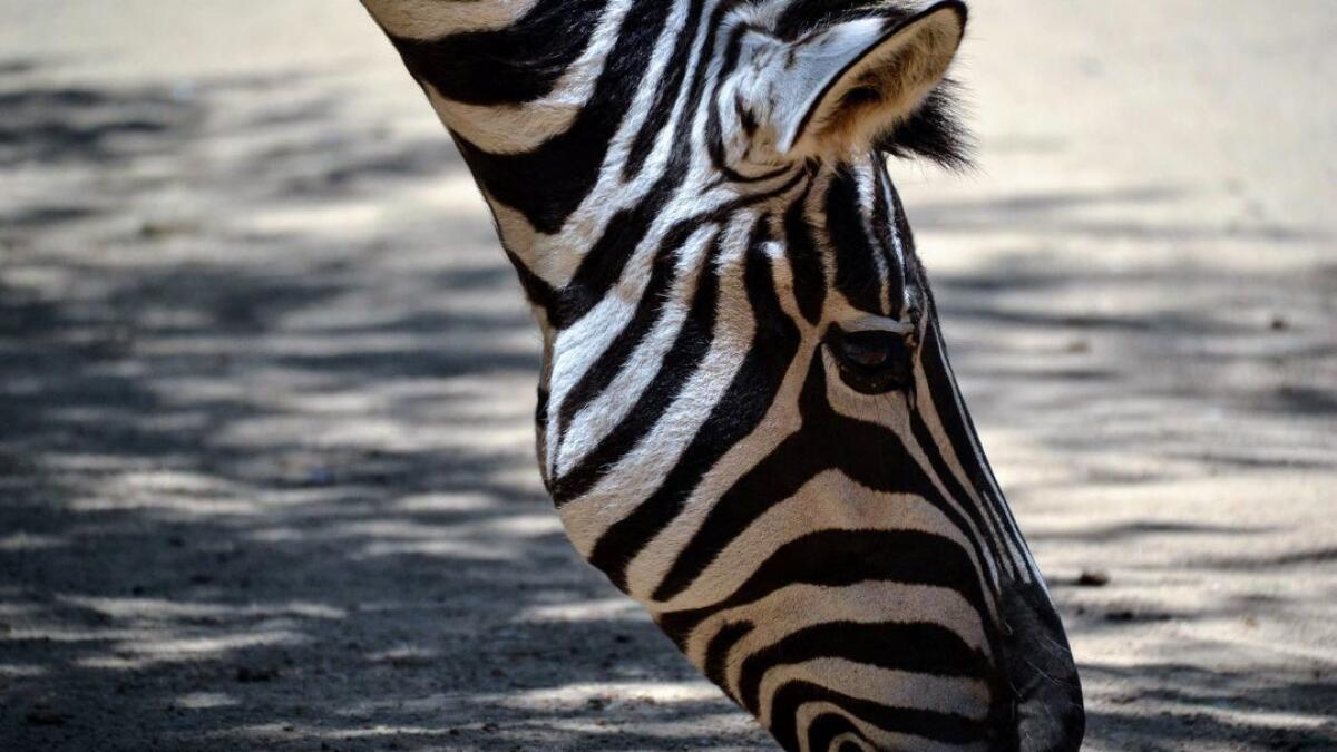 Zebras are part of the animal crew at Rancho Las Lomas in Orange County, which has a wildlife preserve.