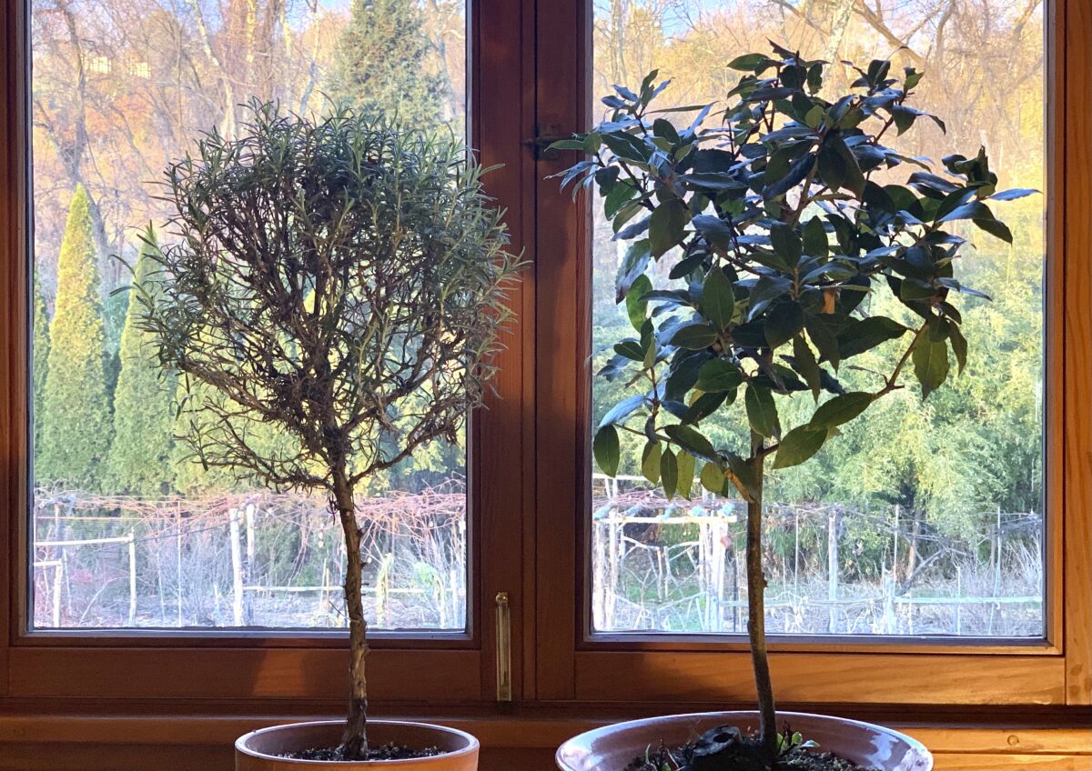 This undated photo shows a rosemary plant, left, and a Bay Laurel, right, in New Paltz, NY. Rosemary is an herb ideal for growing on a windowsill in winter, provides aroma, flavoring and beauty. (Lee Reich via AP)