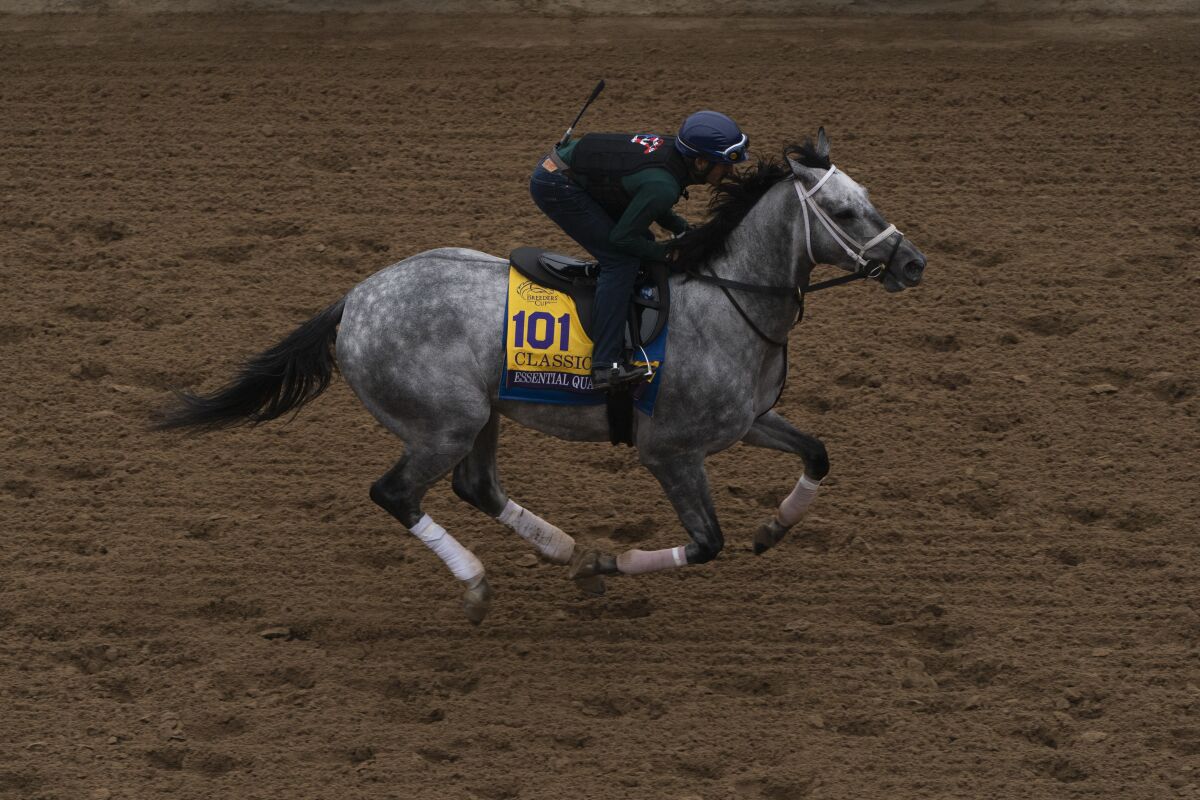 An exercise rider rides Essential Quality during morning workouts at Del Mar racetrack prior to the Breeders' Cup World Championship horse races Thursday, Nov. 4, 2021, in Del Mar, Calif. (AP Photo/Jae C. Hong)